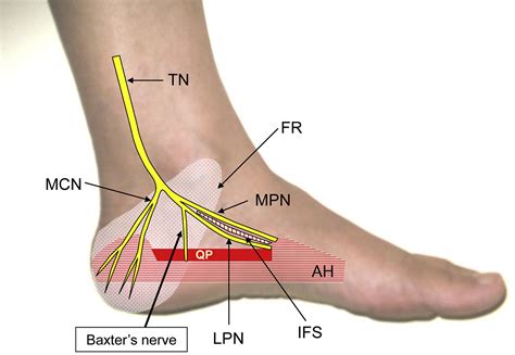 tibial nerve pain treatment